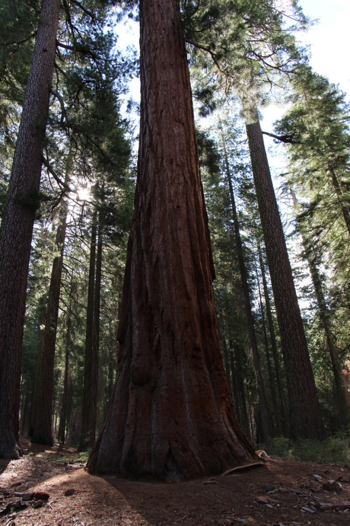 California-2015 1096