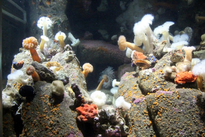 California-2015 1128