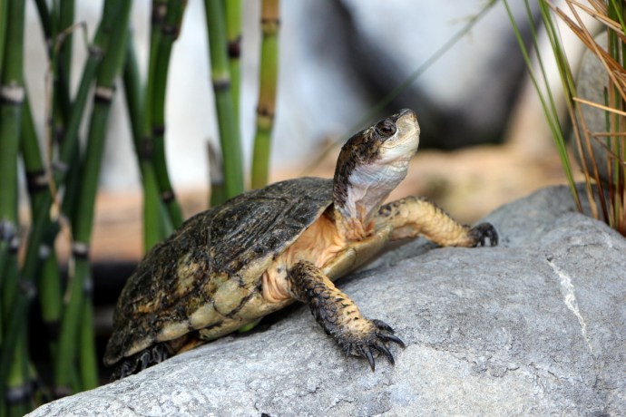 California-2015 1158