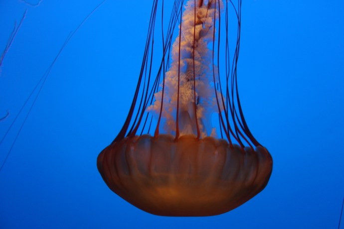 California-2015 1167