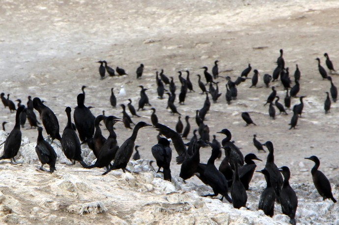 California-2015 1298