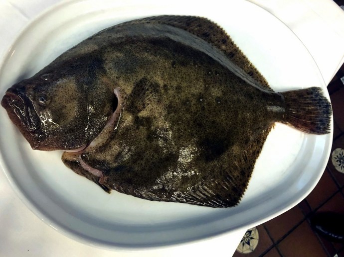 Elkano Turbot